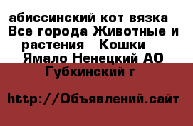 абиссинский кот вязка - Все города Животные и растения » Кошки   . Ямало-Ненецкий АО,Губкинский г.